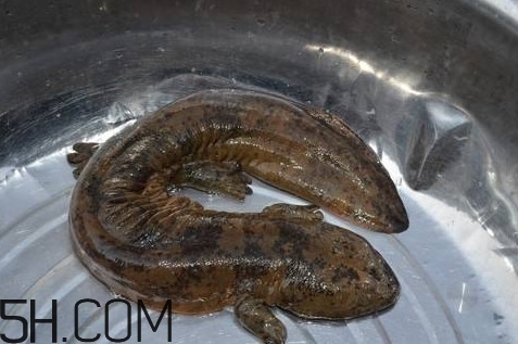 娃娃魚是魚嗎？娃娃魚買賣違法嗎？