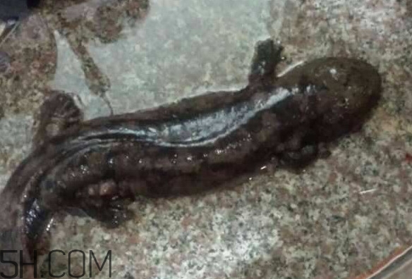 娃娃魚什么時(shí)候會(huì)叫？娃娃魚為什么叫娃娃魚