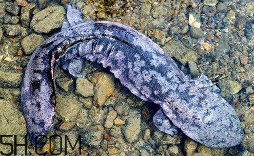 娃娃魚是魚嗎？娃娃魚買賣違法嗎？