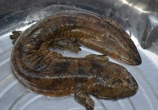 娃娃魚是魚嗎？娃娃魚買賣違法嗎？