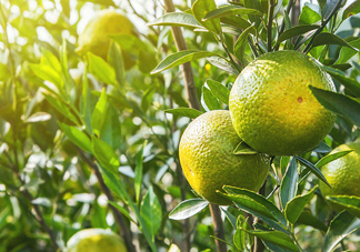 新會(huì)柑哪里的最好？新會(huì)柑什么時(shí)候有