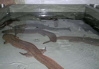 娃娃魚什么時候會叫？娃娃魚為什么叫娃娃魚
