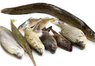 沒有魚刺的魚是哪種魚？如何挑選魚？