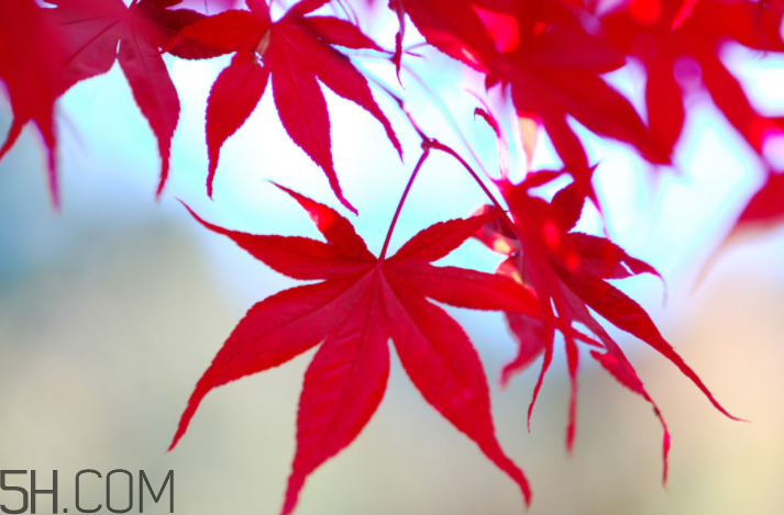 楓葉幾月份最紅？楓葉幾月的時(shí)候最美？