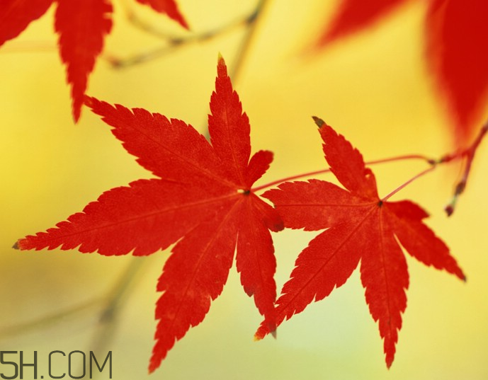 楓葉幾月份最紅？楓葉幾月的時(shí)候最美？