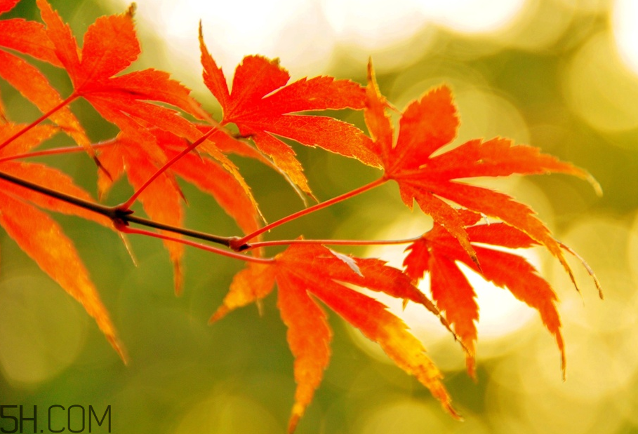 楓葉幾月份最紅？楓葉幾月的時(shí)候最美？