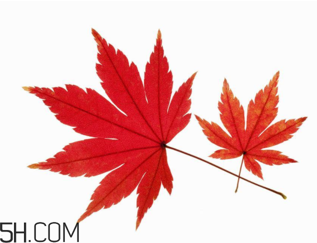 楓葉可以用來做什么？楓葉可以染頭發(fā)嗎？
