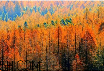 楓葉可以用來做什么？楓葉可以染頭發(fā)嗎？