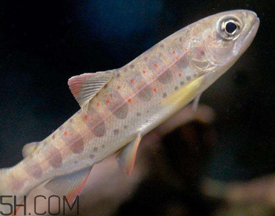 鮭魚是三文魚嗎？鮭魚的營養(yǎng)價值