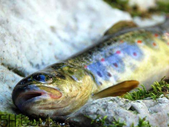 鮭魚是什么魚？鮭魚多少錢一斤