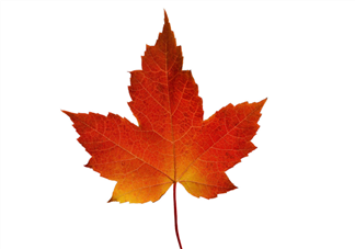 楓葉可以用來(lái)做什么？楓葉可以染頭發(fā)嗎？