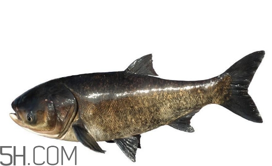 胖頭魚(yú)是什么魚(yú)？胖頭魚(yú)是發(fā)物嗎