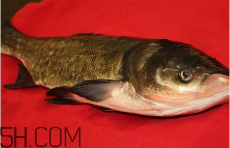 胖頭魚(yú)是什么魚(yú)？胖頭魚(yú)是發(fā)物嗎
