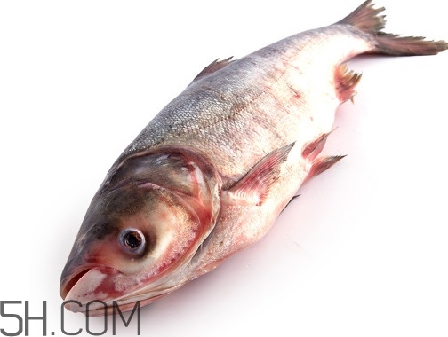 胖頭魚為什么叫胖頭魚？胖頭魚能長到多大