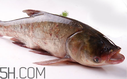 胖頭魚可以做魚丸嗎？胖頭魚可以做酸菜魚嗎