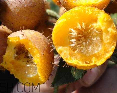 刺梨能降血壓?jiǎn)幔看汤媸悄睦锏奶禺a(chǎn)