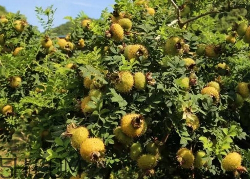 刺梨能降血壓?jiǎn)幔看汤媸悄睦锏奶禺a(chǎn)
