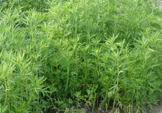 藜蒿是什么植物？藜蒿怎么種植