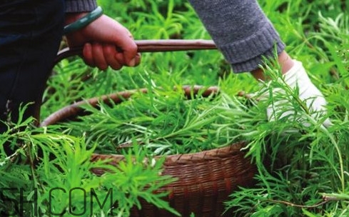 藜蒿多少錢一斤？藜蒿和蘆蒿是同一種菜嗎？
