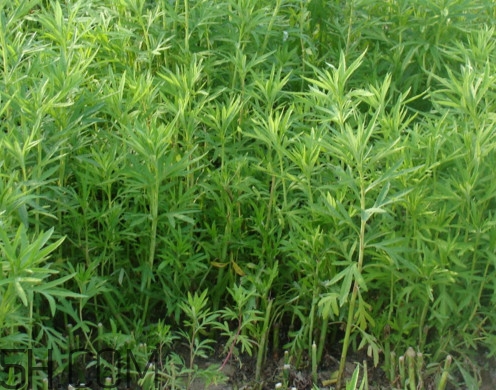 藜蒿是什么植物？藜蒿怎么種植