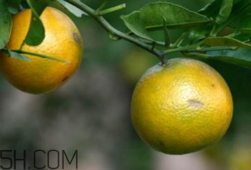 貢柑幾月成熟？貢柑種植到掛果要多少年
