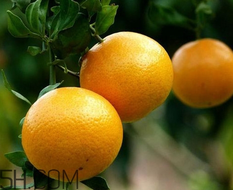 貢柑幾月成熟？貢柑種植到掛果要多少年