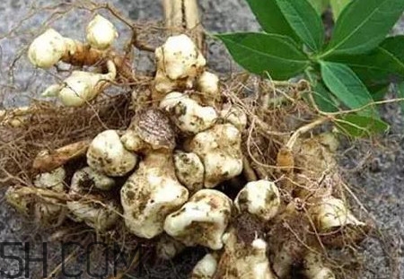 菊芋怎么做好吃？菊芋怎么腌制
