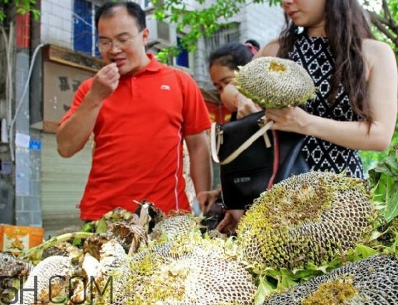 葵花籽不能和什么一起吃？葵花籽什么時(shí)候成熟