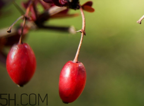 山茱萸什么時候成熟？山茱萸什么時候結(jié)果？