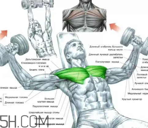 飛鳥(niǎo)能練胸肌嗎？臥推和飛鳥(niǎo)哪個(gè)更練胸？