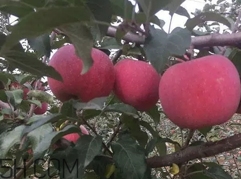 丑蘋果多少錢一斤？丑蘋果價格