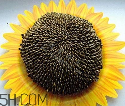 葵花籽是什么？葵花籽和瓜子的區(qū)別