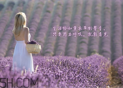 香柏樹薰衣草敏感修復乳液怎么樣？多少錢？