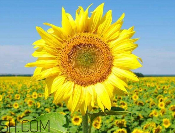 向日葵什么時(shí)候開(kāi)花？向日葵什么時(shí)候成熟