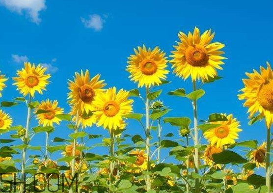 向日葵向什么方向？向日葵的花語(yǔ)是什么