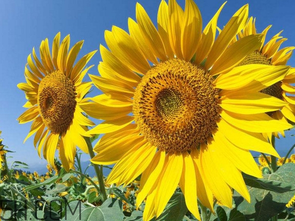 向日葵什么時(shí)候開(kāi)花？向日葵什么時(shí)候成熟