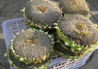 一朵向日葵能結(jié)多少葵花籽？葵花籽為什么也會致癌