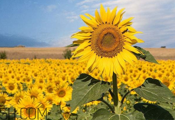 向日葵向什么方向？向日葵的花語(yǔ)是什么