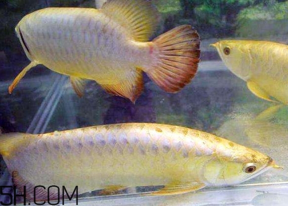 金龍魚有什么寓意？金龍魚有幾個品種