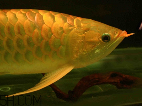 什么魚和金龍魚一起養(yǎng)好？金龍魚怎么養(yǎng)
