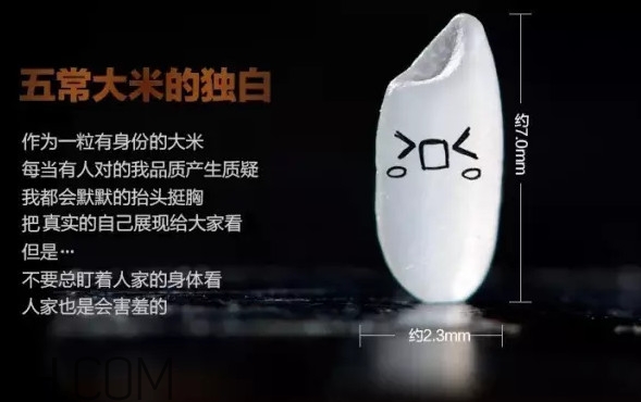 五常大米為什么那么貴？五常大米比一般大米味道好在哪兒