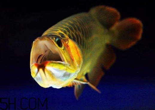 金龍魚有什么寓意？金龍魚有幾個品種