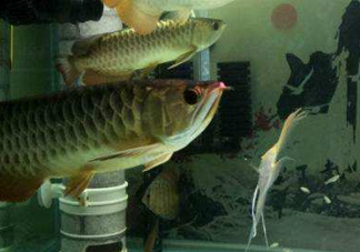 金龍魚是怎么繁殖？養(yǎng)金龍魚有什么講究