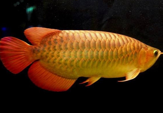 什么魚和金龍魚一起養(yǎng)好？金龍魚怎么養(yǎng)