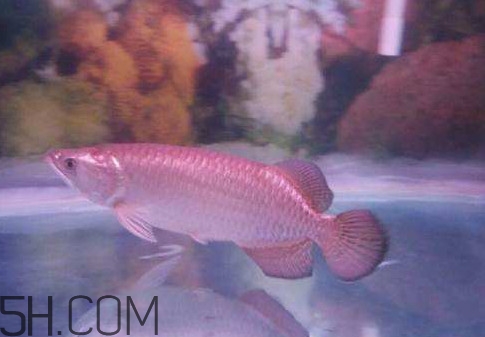 金龍魚是怎么繁殖？養(yǎng)金龍魚有什么講究