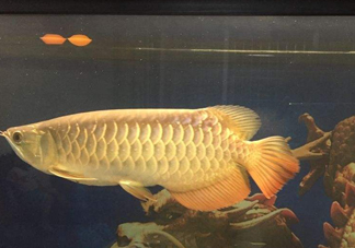 金龍魚是什么魚？金龍魚多少錢一條