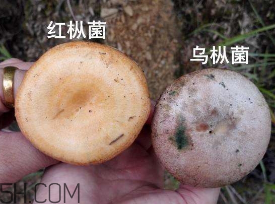 重陽(yáng)菌燉久了營(yíng)養(yǎng)會(huì)流失嗎？重陽(yáng)菌長(zhǎng)霉還能吃嗎
