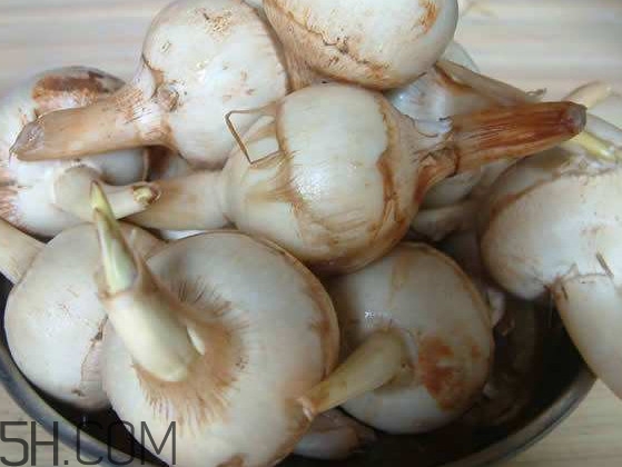 慈菇是什么？慈菇怎么吃