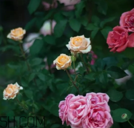 香水工坊茶玫瑰tea rose好聞嗎？tea rose香水有假貨嗎？