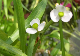 慈菇什么時(shí)候種？慈菇什么季節(jié)有